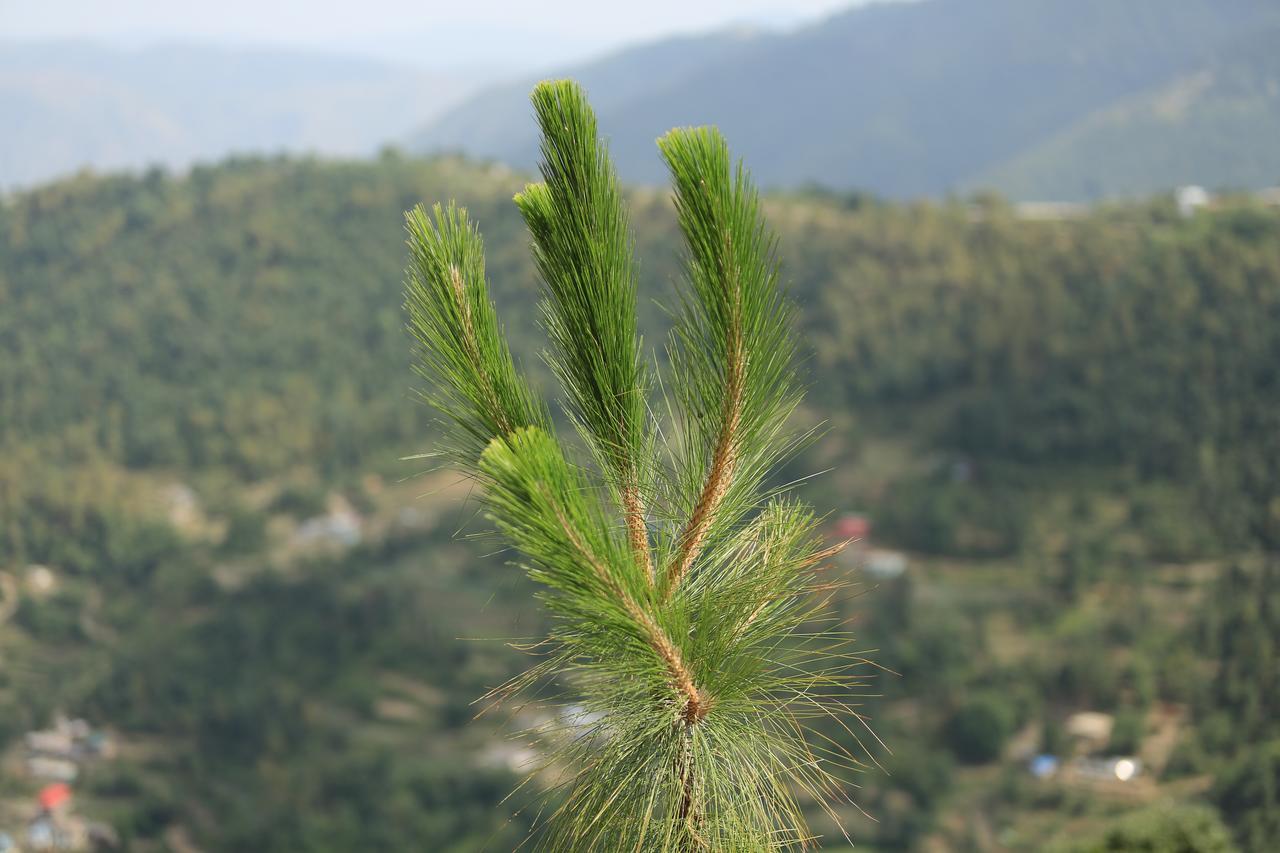 Jungle Livinn Resort Chail Ngoại thất bức ảnh